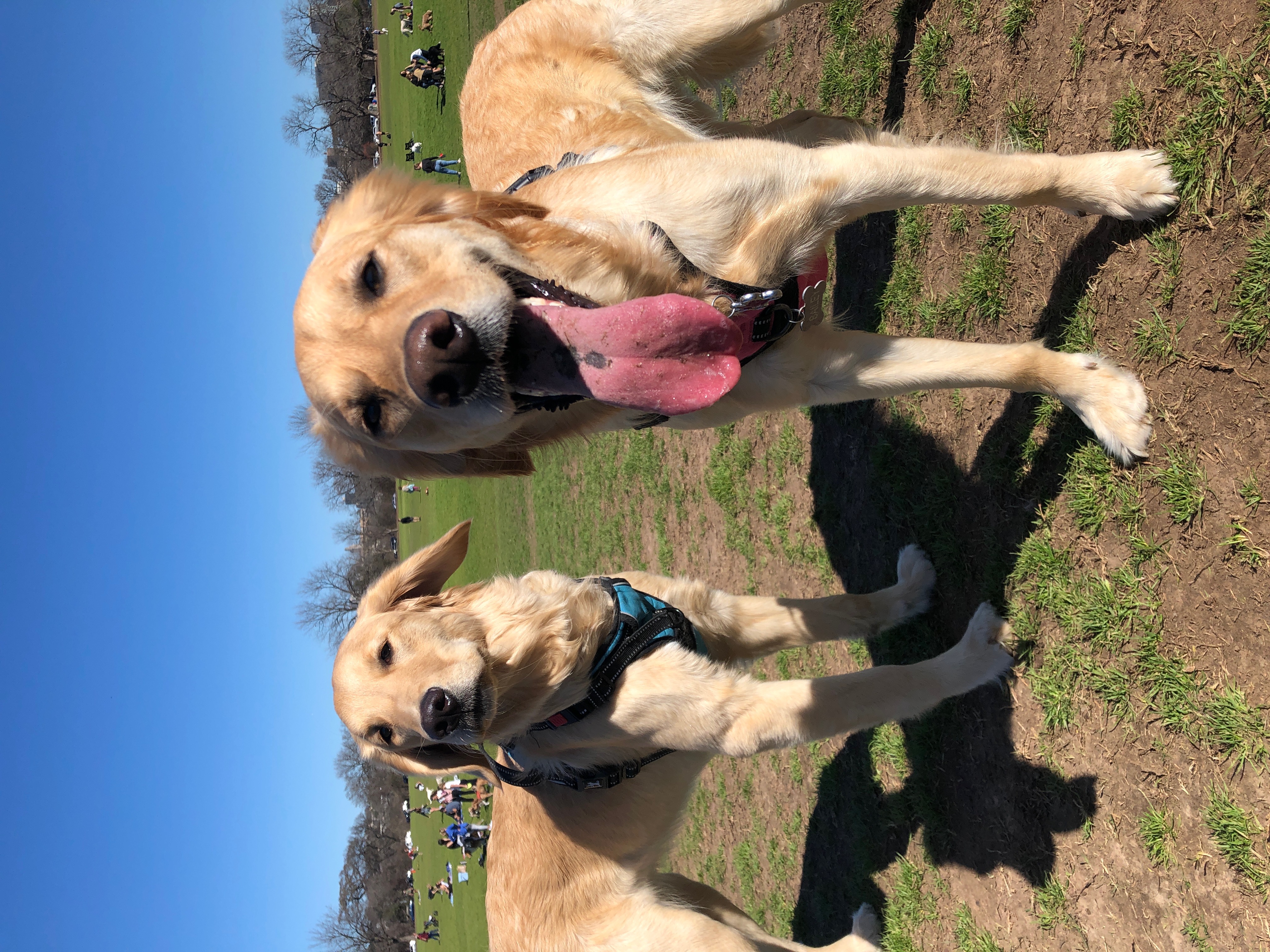 Dog 3